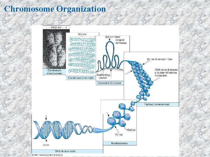 Chromosome Organization 