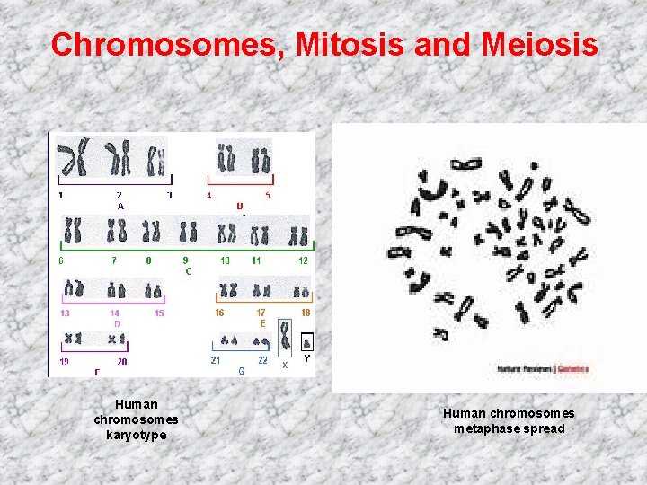 Chromosomes, Mitosis and Meiosis Human chromosomes karyotype Human chromosomes metaphase spread 