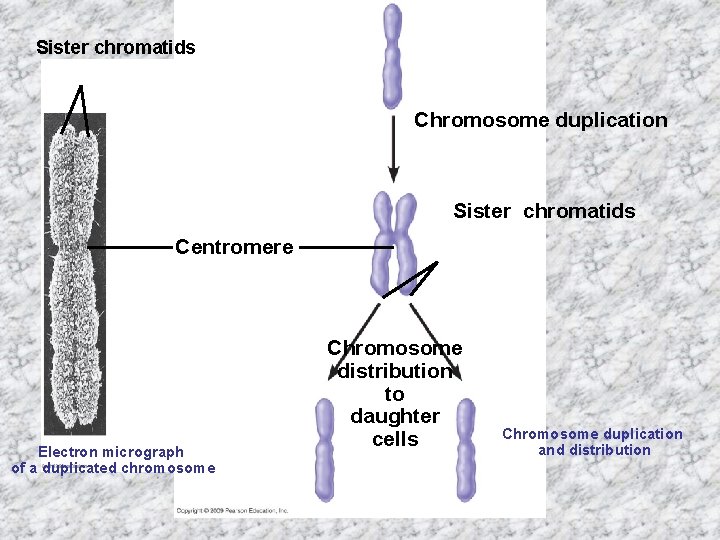 Sister chromatids Chromosome duplication Sister chromatids Centromere Electron micrograph of a duplicated chromosome Chromosome