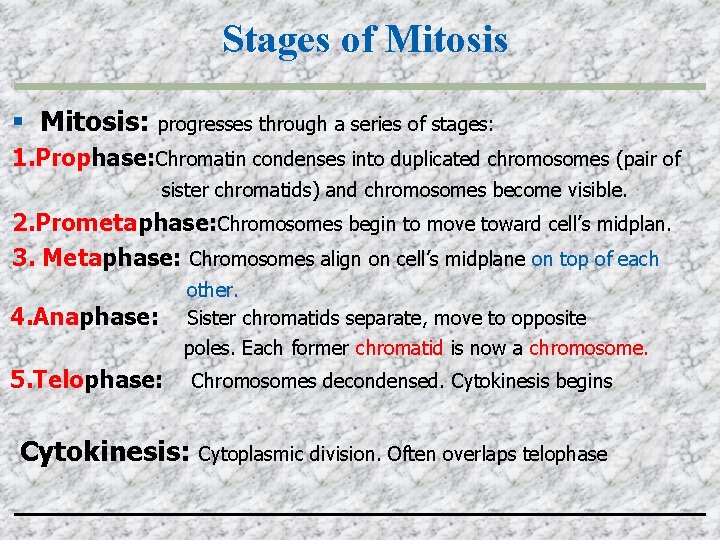 Stages of Mitosis: progresses through a series of stages: 1. Prophase: Chromatin condenses into