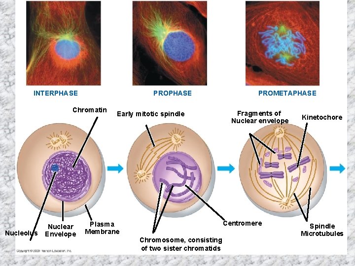 PROPHASE INTERPHASE Chromatin Nucleolus Nuclear Envelope Early mitotic spindle PROMETAPHASE Fragments of Nuclear envelope