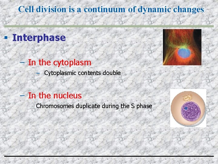 Cell division is a continuum of dynamic changes Interphase – In the cytoplasm –