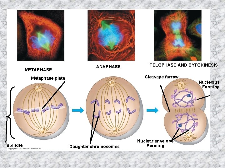 METAPHASE ANAPHASE Cleavage furrow Metaphase plate Spindle TELOPHASE AND CYTOKINESIS Nucleolus Forming Daughter chromosomes