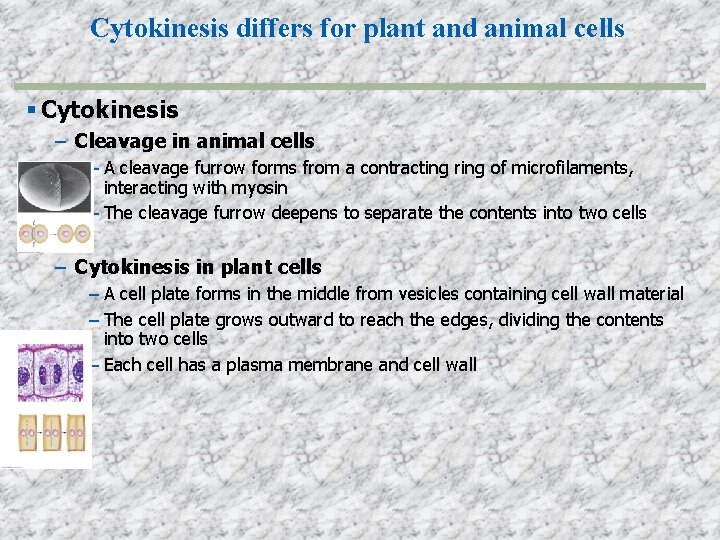 Cytokinesis differs for plant and animal cells Cytokinesis – Cleavage in animal cells –