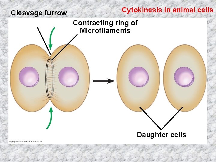 Cleavage furrow Cytokinesis in animal cells Contracting ring of Microfilaments Daughter cells 