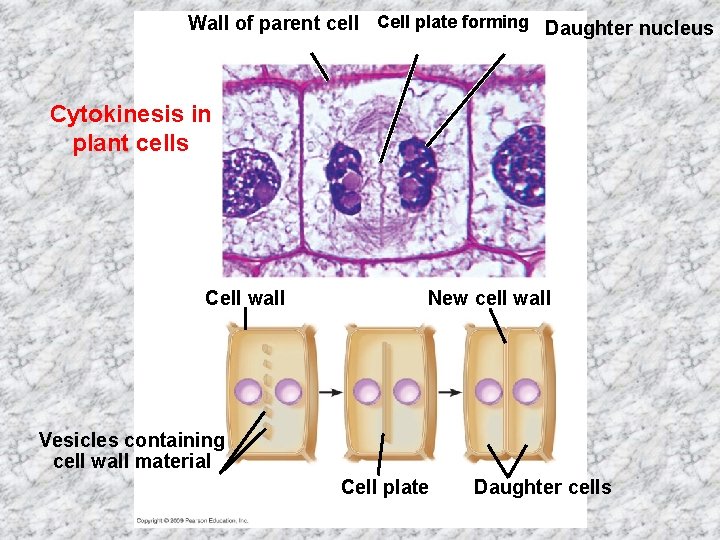 Wall of parent cell Cell plate forming Daughter nucleus Cytokinesis in plant cells Cell