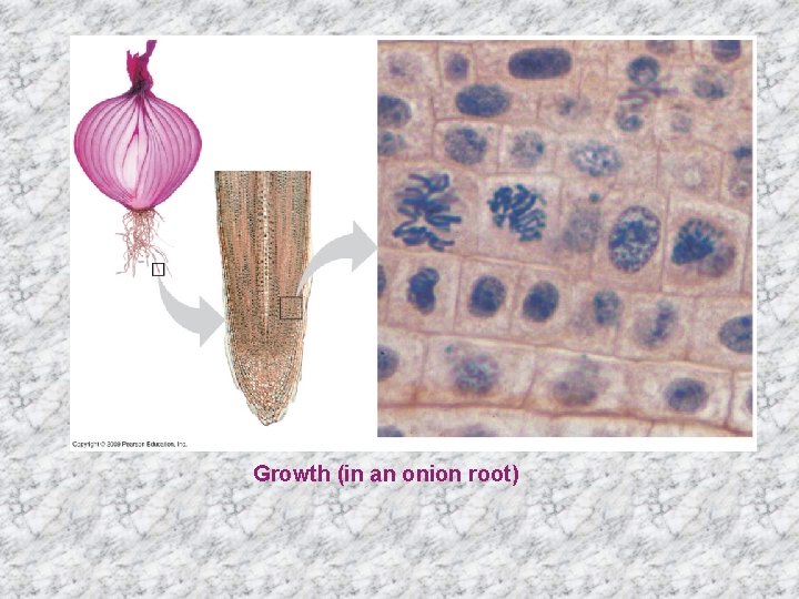 Growth (in an onion root) 