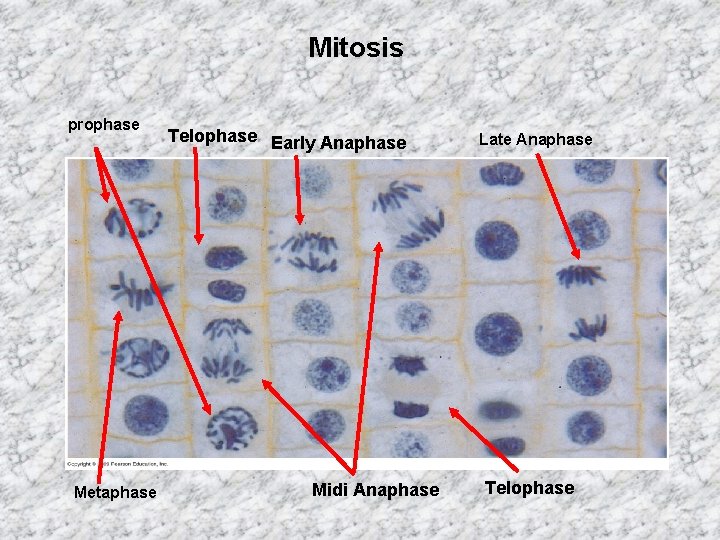 Mitosis prophase Metaphase Telophase Early Anaphase Midi Anaphase Late Anaphase Telophase 