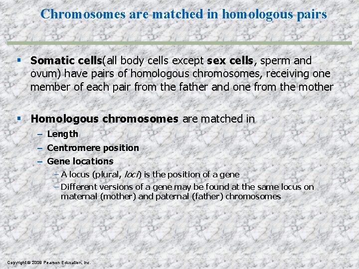 Chromosomes are matched in homologous pairs Somatic cells(all body cells except sex cells, sperm