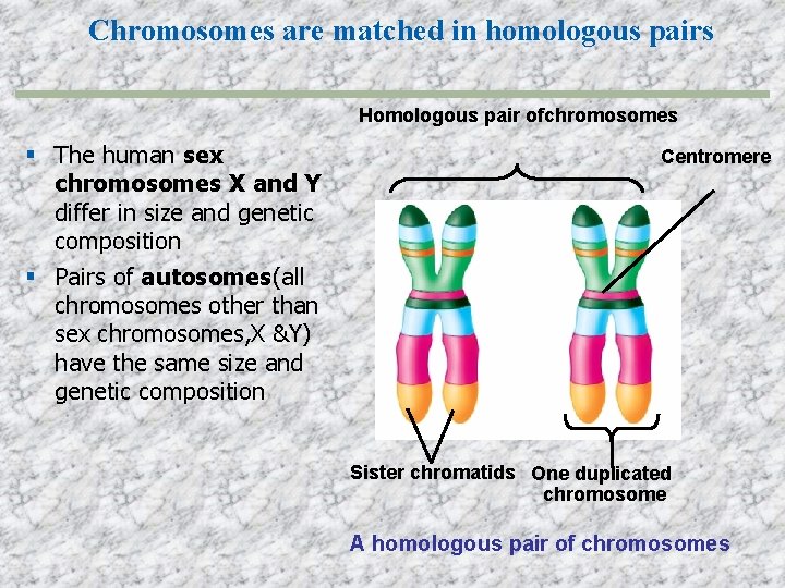 Chromosomes are matched in homologous pairs Homologous pair ofchromosomes The human sex chromosomes X