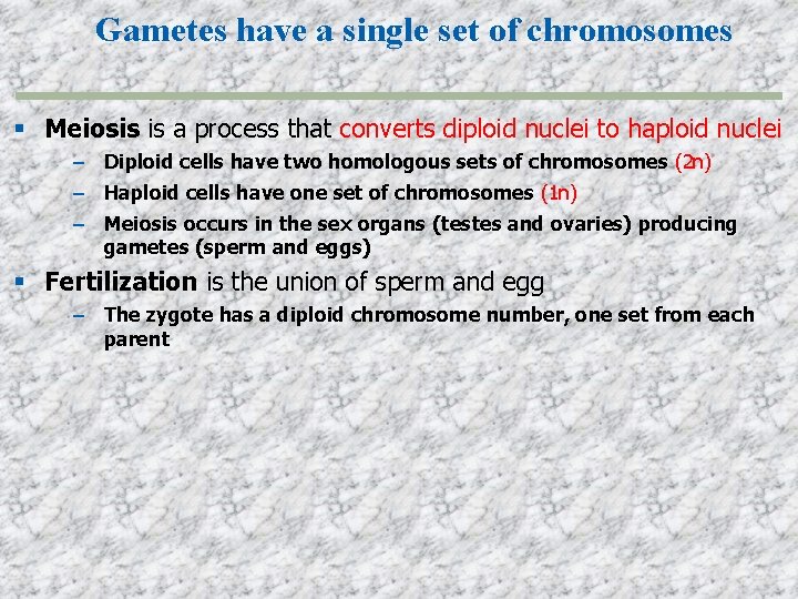 Gametes have a single set of chromosomes Meiosis is a process that converts diploid