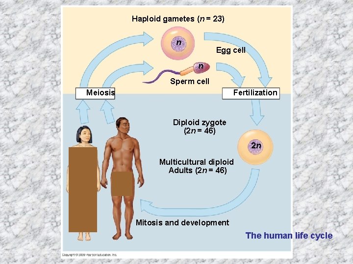 Haploid gametes (n = 23) n Egg cell n Sperm cell Meiosis Fertilization Diploid