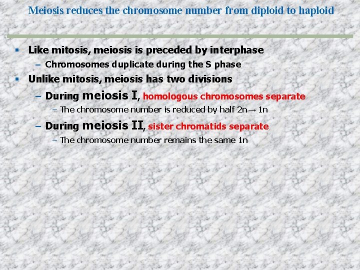 Meiosis reduces the chromosome number from diploid to haploid Like mitosis, meiosis is preceded