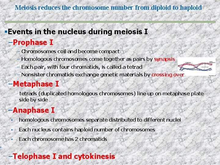  Meiosis reduces the chromosome number from diploid to haploid Events in the nucleus