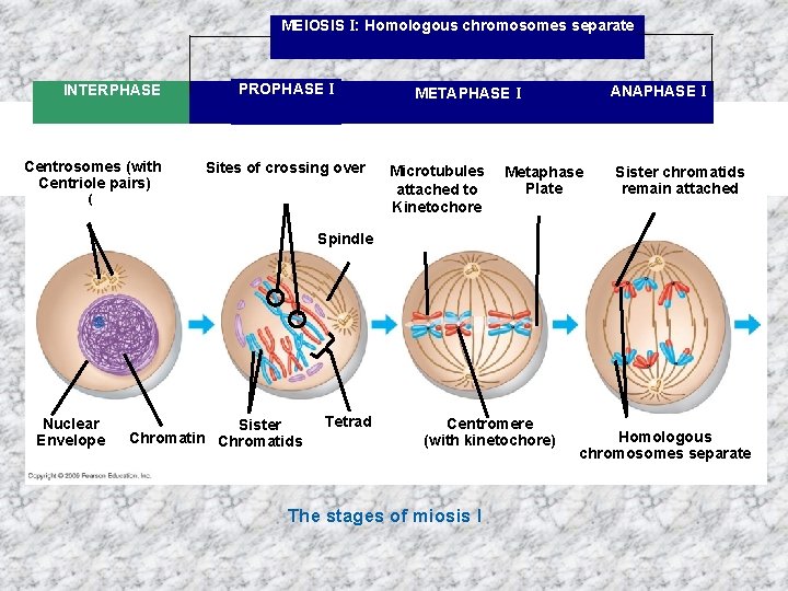 MEIOSIS I: Homologous chromosomes separate INTERPHASE Centrosomes (with Centriole pairs) PROPHASE I Sites of