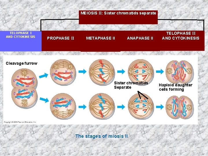 MEIOSIS II: Sister chromatids separate TELOPHASE I AND CYTOKINESIS PROPHASE II METAPHASE II ANAPHASE