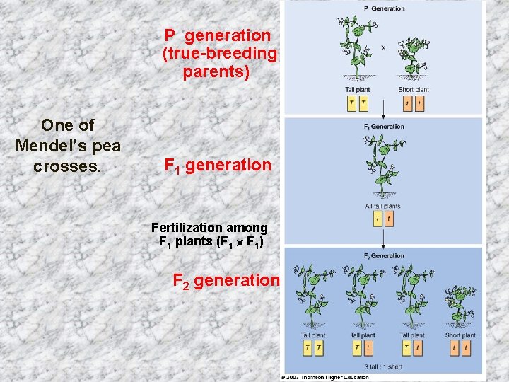 P generation (true-breeding parents) One of Mendel’s pea crosses. F 1 generation Fertilization among