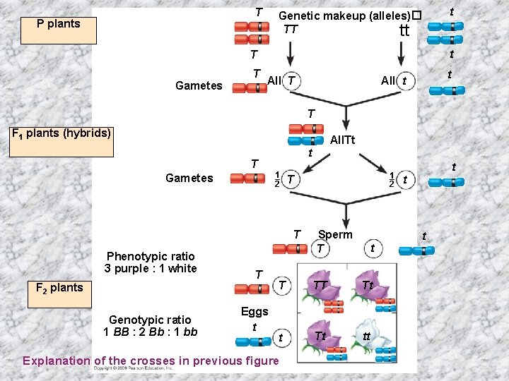 T P plants Genetic makeup (alleles)� TT tt t T Gametes T t t