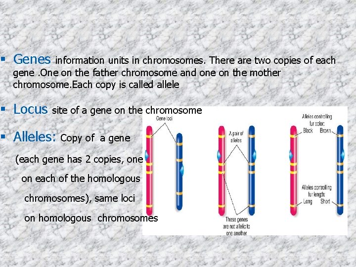  Genes information units in chromosomes. There are two copies of each gene. One