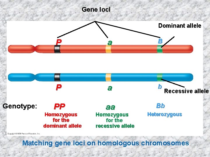 Gene loci Dominant allele Genotype: P a B P a b PP aa Bb