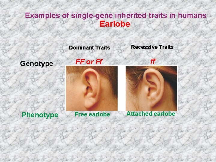 Examples of single-gene inherited traits in humans Earlobe Dominant Traits Recessive Traits Genotype FF