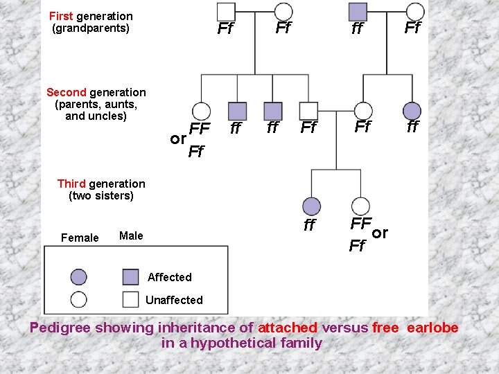 First generation (grandparents) Ff Second generation (parents, aunts, and uncles) FF or Ff ff