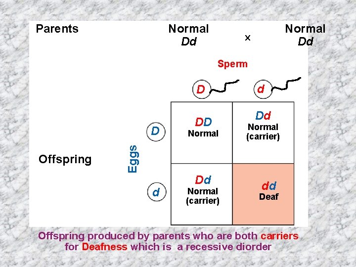 Parents Normal Dd Sperm D Offspring Eggs D d DD Normal Dd Normal (carrier)