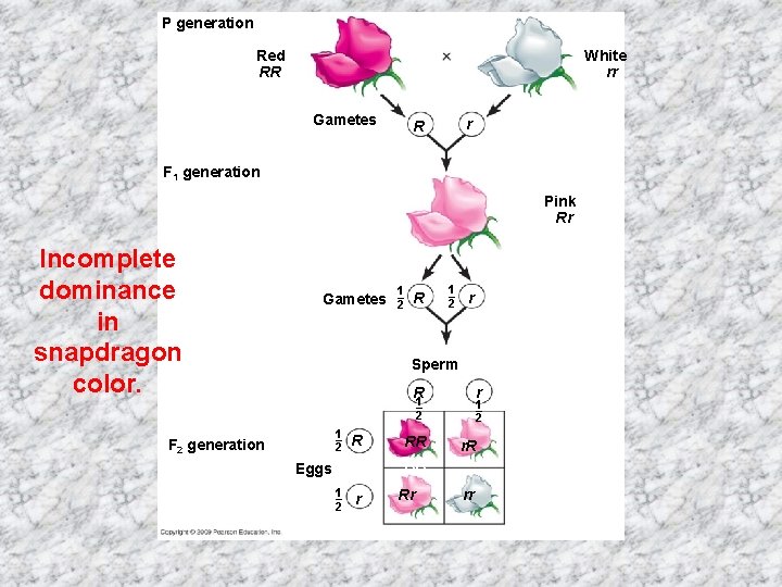 P generation Red RR White rr Gametes r R F 1 generation Pink Rr