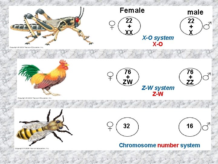 Female 22 + XX 76 + ZW 32 X-O system X-O Z-W system Z-W