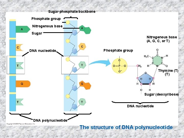 Sugar-phosphate backbone Phosphate group Nitrogenous base Sugar DNA nucleotide Nitrogenous base (A, G, C,