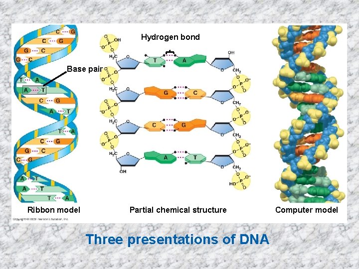 Hydrogen bond Base pair Ribbon model Partial chemical structure Three presentations of DNA Computer