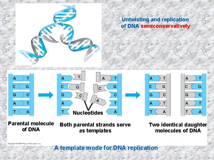 Untwisting and replication of DNA semiconservatively Nucleotides Parental molecule of DNA Both parental strands
