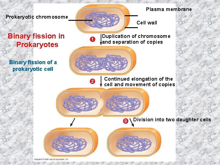 Plasma membrane Prokaryotic chromosome Cell wall Binary fission in Prokaryotes 1 Duplication of chromosome