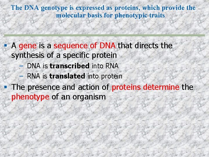 The DNA genotype is expressed as proteins, which provide the molecular basis for phenotypic