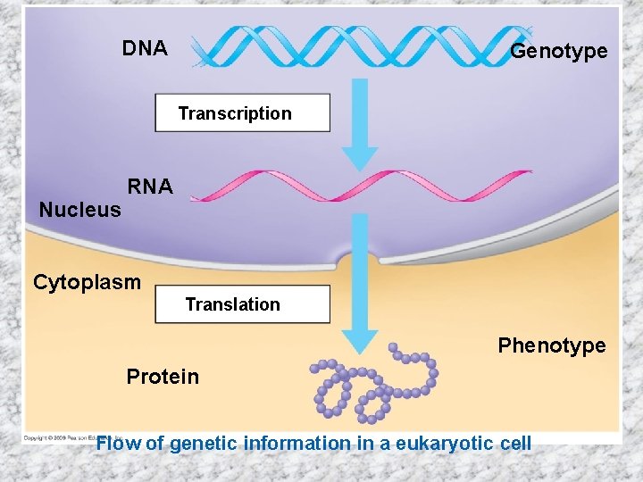 DNA Genotype Transcription Nucleus RNA Cytoplasm Translation Phenotype Protein Flow of genetic information in