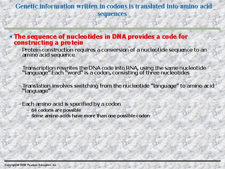 Genetic information written in codons is translated into amino acid sequences The sequence of