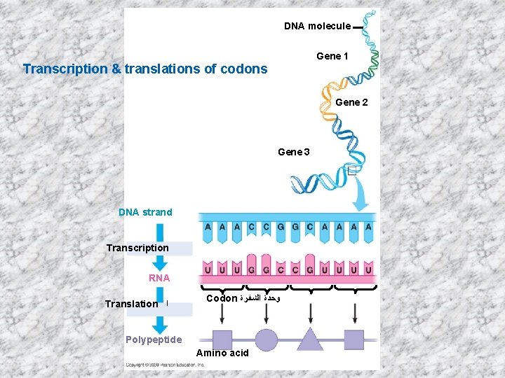 DNA molecule Gene 1 Transcription & translations of codons Gene 2 Gene 3 DNA