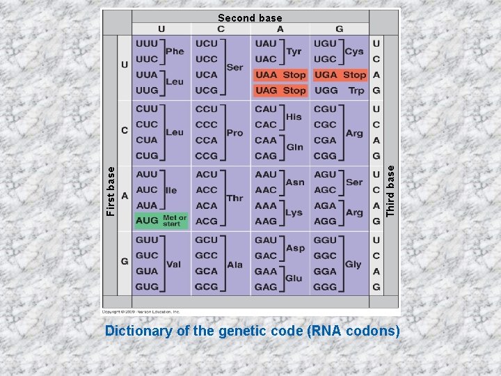 Third base First base Second base Dictionary of the genetic code (RNA codons) 