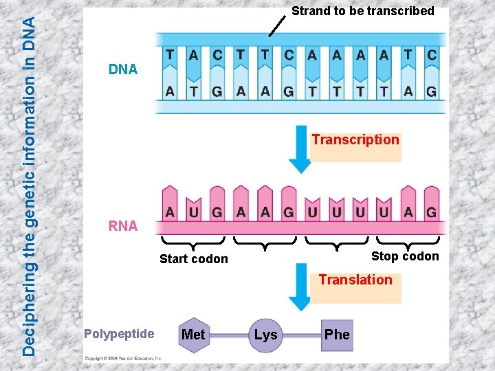 Deciphering the genetic information in DNA Strand to be transcribed DNA Transcription RNA Stop