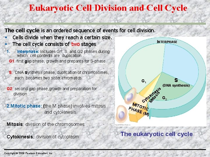 Eukaryotic Cell Division and Cell Cycle The cell cycle is an ordered sequence of