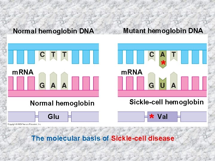 Normal hemoglobin DNA m. RNA Mutant hemoglobin DNA * m. RNA Normal hemoglobin Glu
