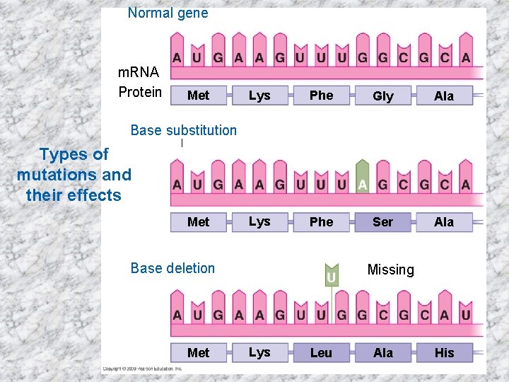 Normal gene m. RNA Protein Met Lys Phe Gly Ala Lys Phe Ser Ala