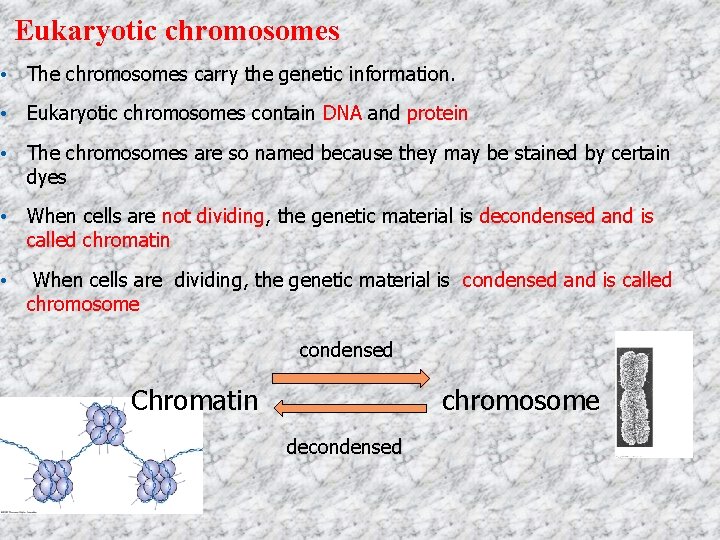 Eukaryotic chromosomes • The chromosomes carry the genetic information. • Eukaryotic chromosomes contain DNA