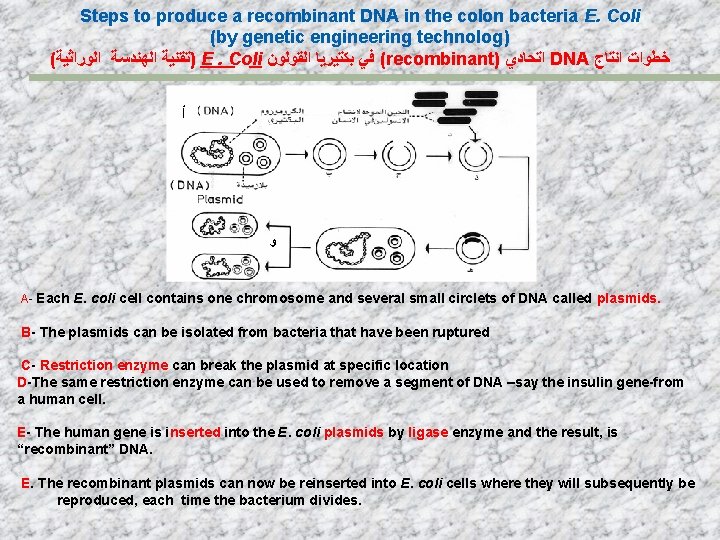 Steps to produce a recombinant DNA in the colon bacteria E. Coli (by genetic