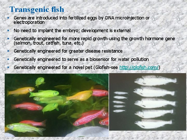 Transgenic fish Genes are introduced into fertilized eggs by DNA microinjection or electroporation No