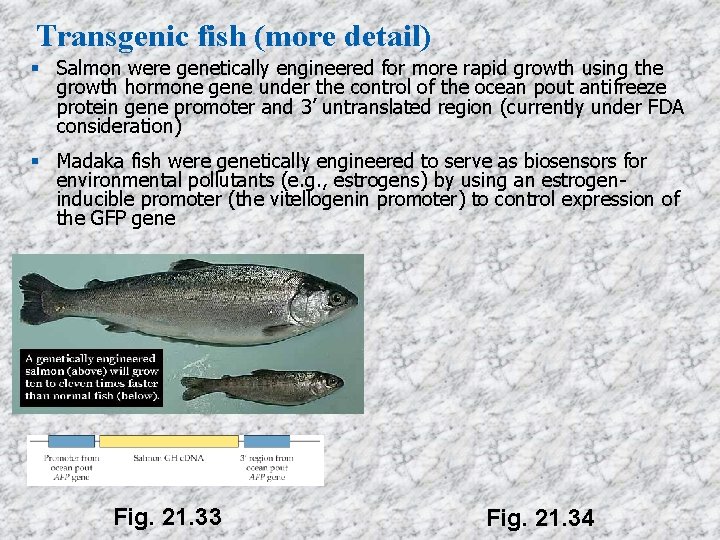 Transgenic fish (more detail) Salmon were genetically engineered for more rapid growth using the