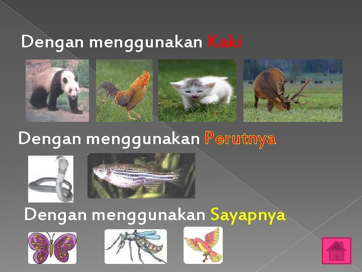 Dengan menggunakan Kaki Dengan menggunakan Perutnya Dengan menggunakan Sayapnya 