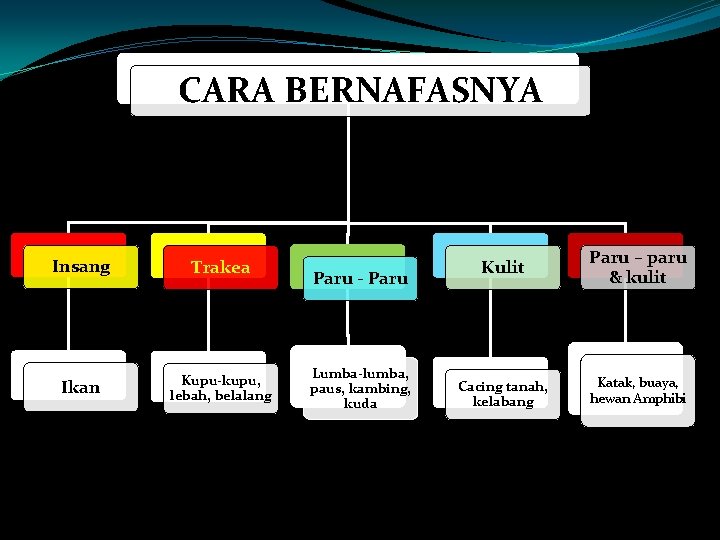 CARA BERNAFASNYA Insang Trakea Ikan Kupu-kupu, lebah, belalang Paru - Paru Lumba-lumba, paus, kambing,