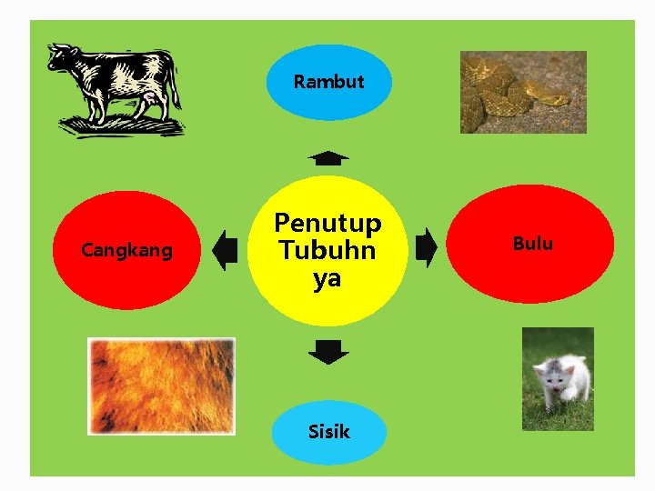 Rambut Cangkang Penutup Tubuhn ya Sisik Bulu 