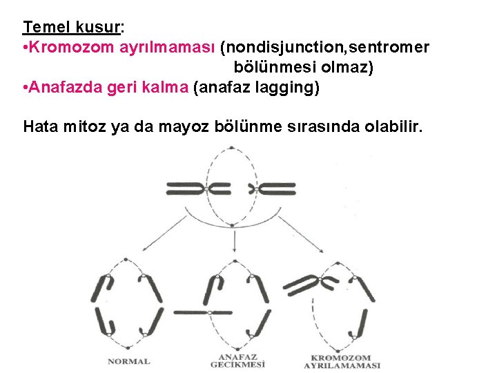 Temel kusur: • Kromozom ayrılmaması (nondisjunction, sentromer bölünmesi olmaz) • Anafazda geri kalma (anafaz